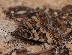 Dichromodes mesozona