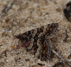 Dichromodes mesozona
