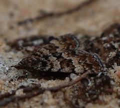 Dichromodes mesozona