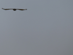 Circaetus cinerascens