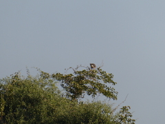 Circaetus cinerascens