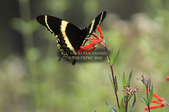 Papilio garamas garamas
