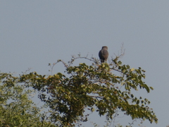 Circaetus cinerascens