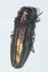 Agrilus uhagoni