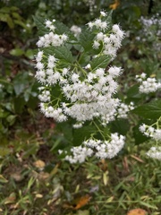 Ageratina