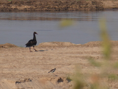 Plectropterus gambensis