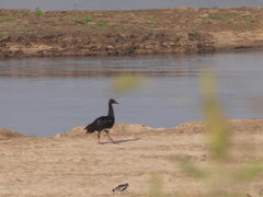 Plectropterus gambensis