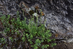 Artemisia michauxiana