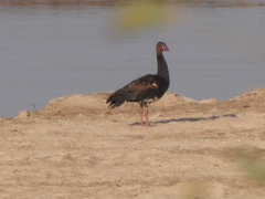 Plectropterus gambensis