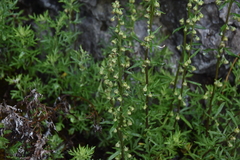 Artemisia michauxiana
