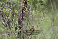 Empidonax fulvifrons