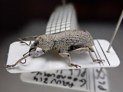 Geonemus flabellipes