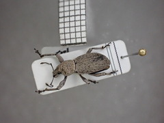 Geonemus flabellipes