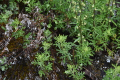 Artemisia michauxiana