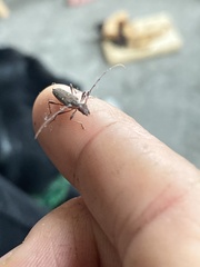 Quasiphneope quadrimaculata