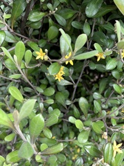 Corokia