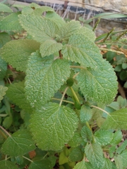 Lamium purpureum