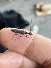 Quasiphneope quadrimaculata