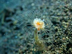 Corymorpha tomoensis