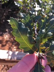 Quercus × ganderi