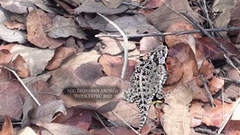 Phrynosoma orbiculare