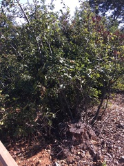 Quercus × ganderi