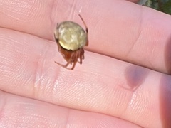 Araneus thaddeus