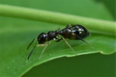 Synemosyna formica