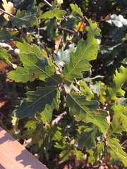 Quercus × ganderi