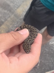 Phyllodactylus darwini