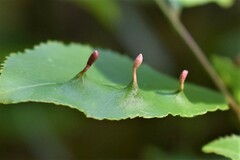Eriophyes cerasicrumena
