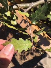 Quercus × ganderi
