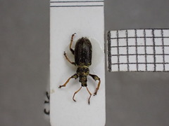 Phyllobius betulinus