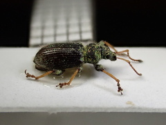 Phyllobius betulinus