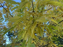 Zelkova serrata