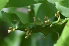 Eriophyes cerasicrumena