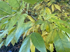 Zelkova serrata