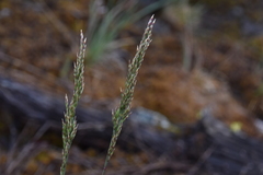 Trisetum spicatum