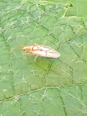 Hyaliodes