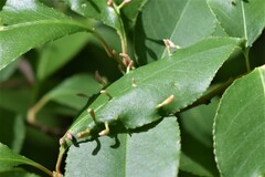 Eriophyes cerasicrumena