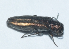 Agrilus uhagoni