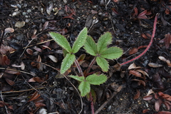 Fragaria virginiana platypetala
