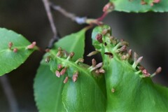 Eriophyes cerasicrumena