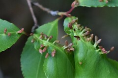 Eriophyes cerasicrumena