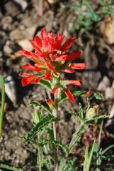 Castilleja martini