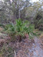 Livistona decora