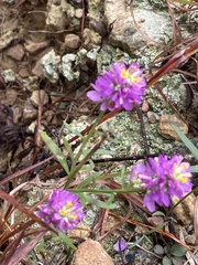 Polygala curtissii