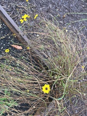 Coreopsis leavenworthii
