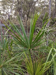 Livistona decora