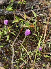 Polygala curtissii